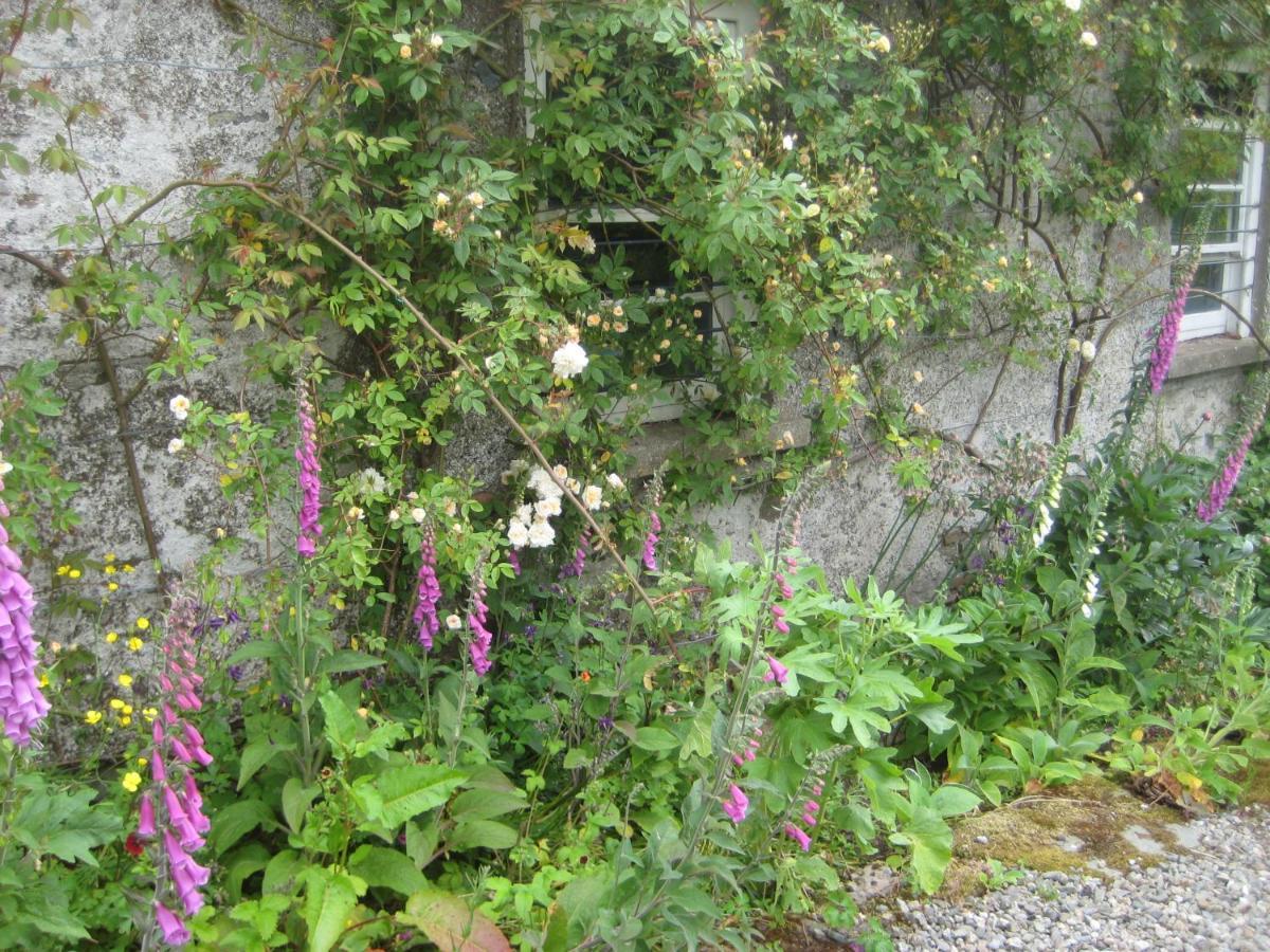 Ballydugan Country House Downpatrick Exteriér fotografie